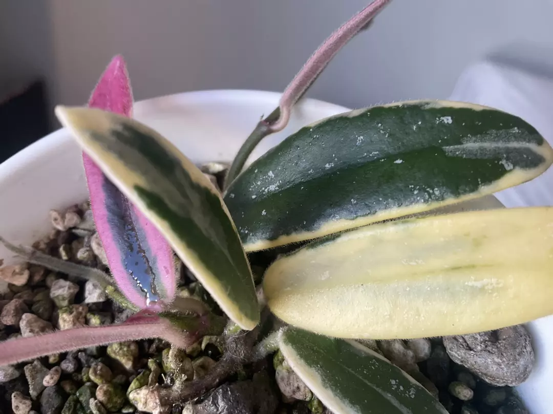 Hoya Lyi Prism thumbnail