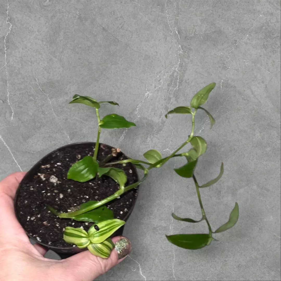 GC Tradescantia green and white thumbnail