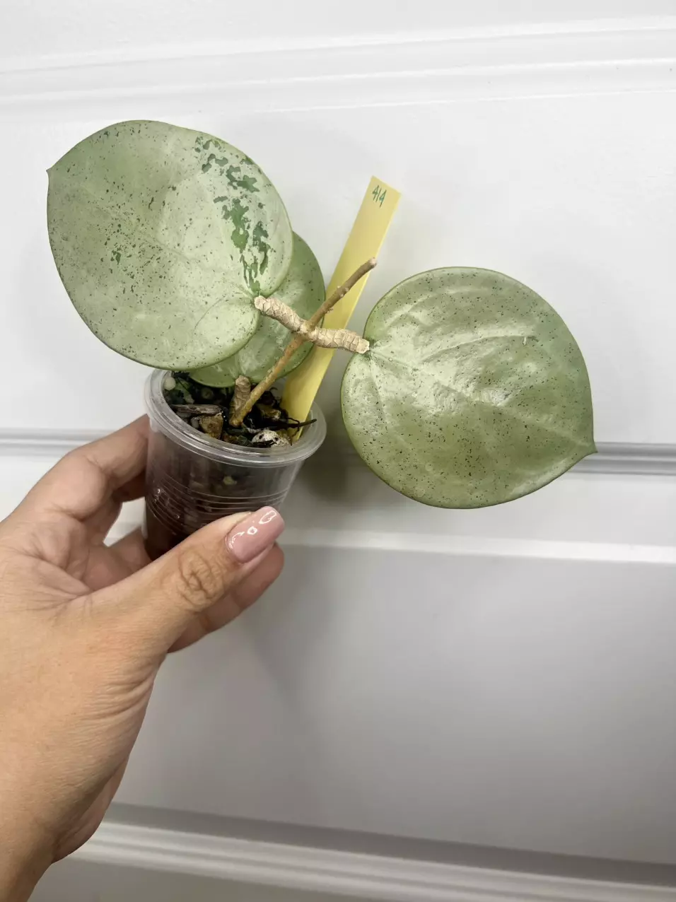 414 Verticillata heart 🩶leaf silver thumbnail