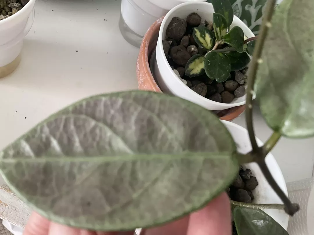 Rare Hoya Lai Chau Silver Cutting thumbnail