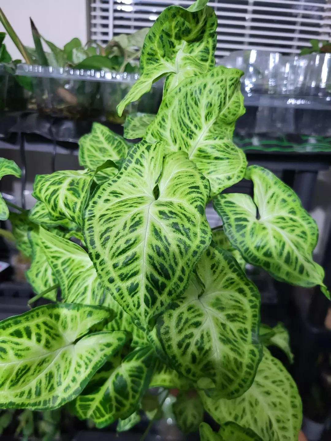 Syngonium batik thumbnail