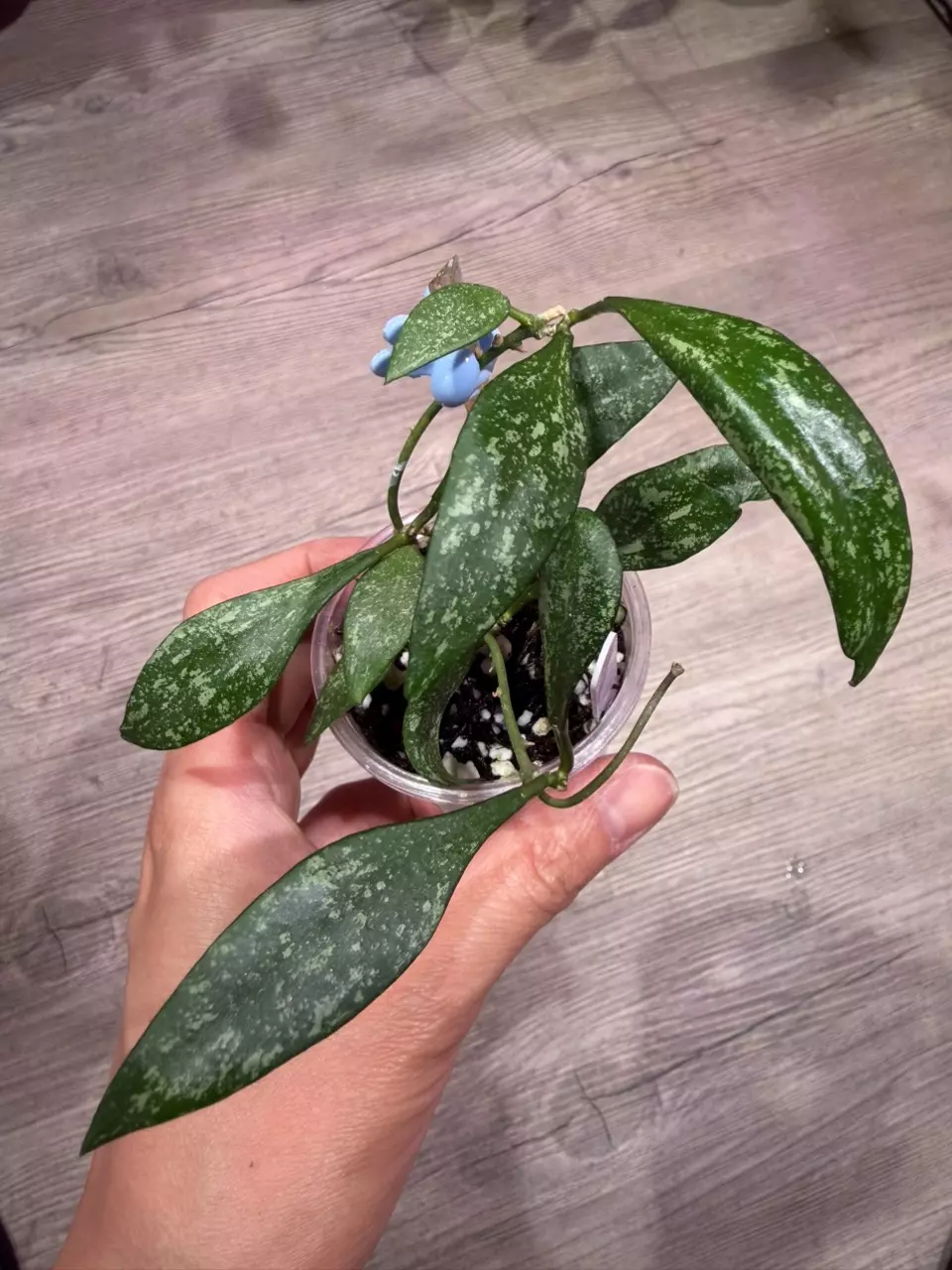 Hoya Parviflora thumbnail