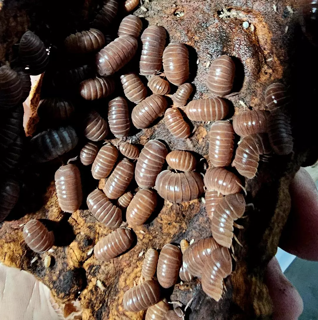 Officinalis "Orange Crush" 10ct thumbnail