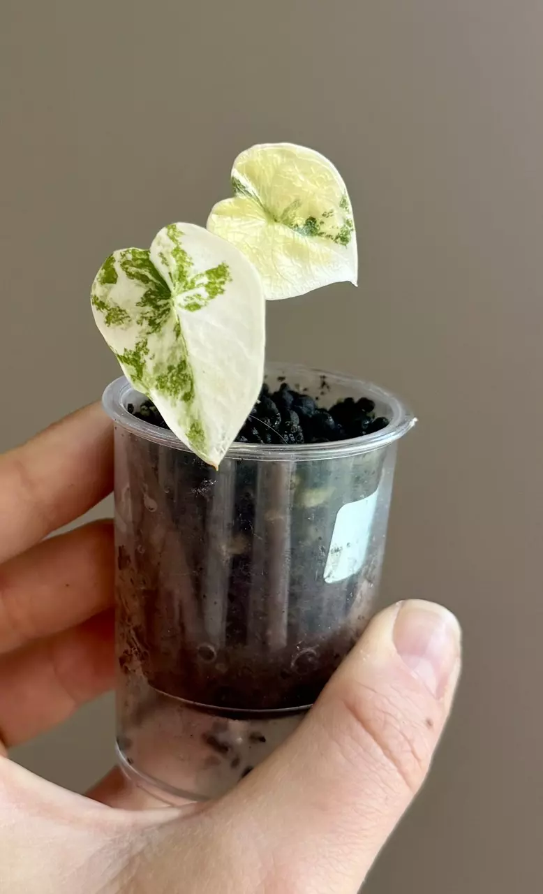 Alocasia Creamy Aurea Melo pup thumbnail