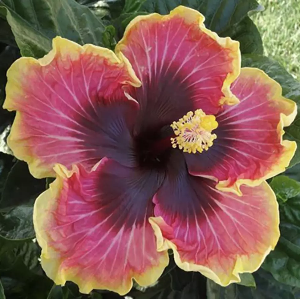 Bright Hope hibiscus starter plant growers choice thumbnail