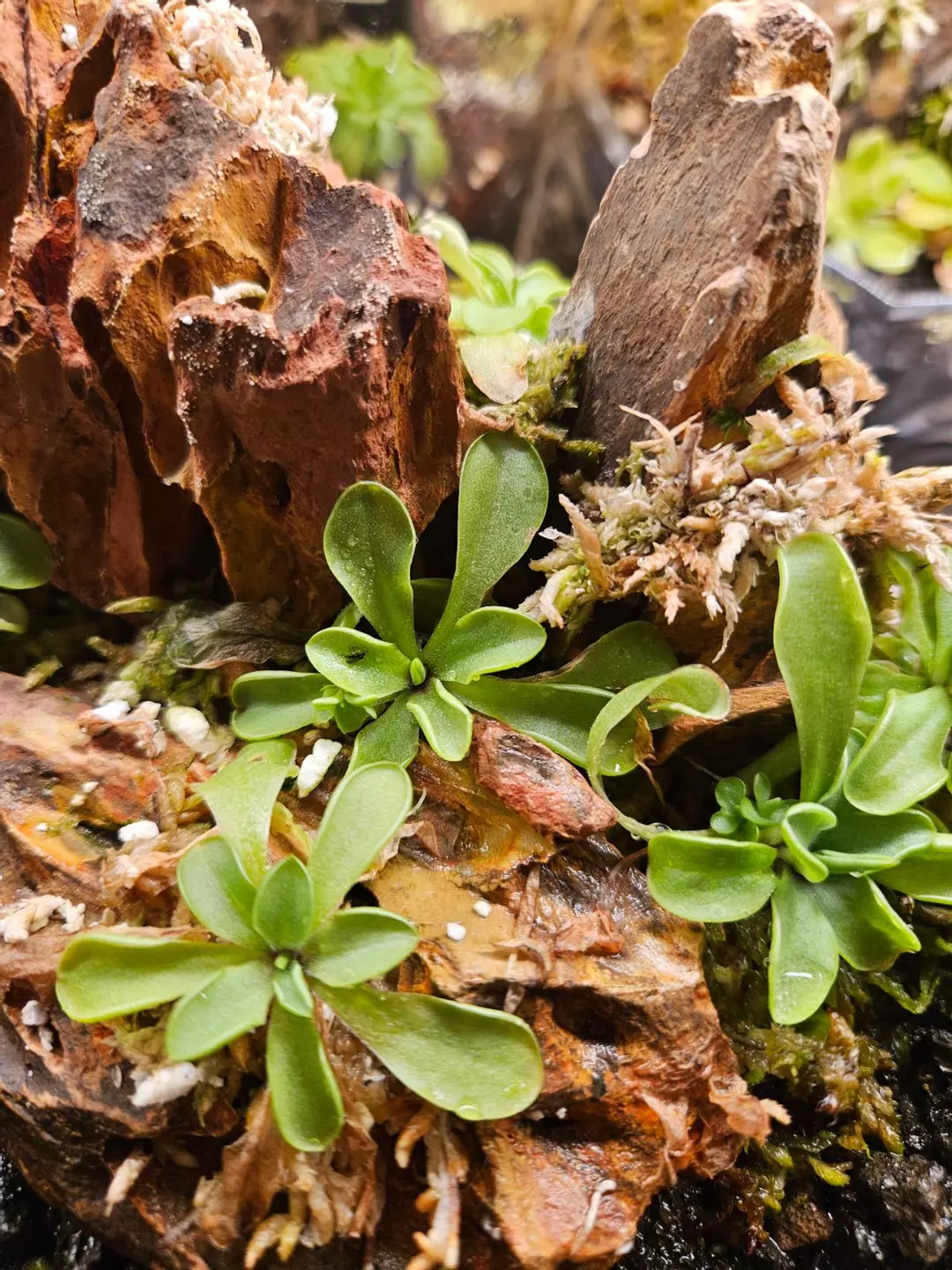 Moranensis var. Alba Molongo x emarginata NOT BEGINNER FRIENDLY thumbnail