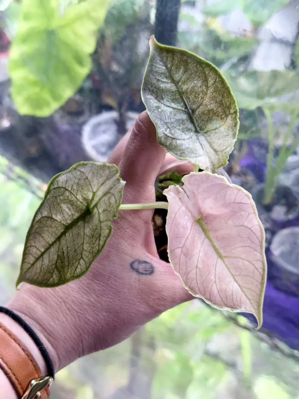 1350 pink mint azlanii thumbnail