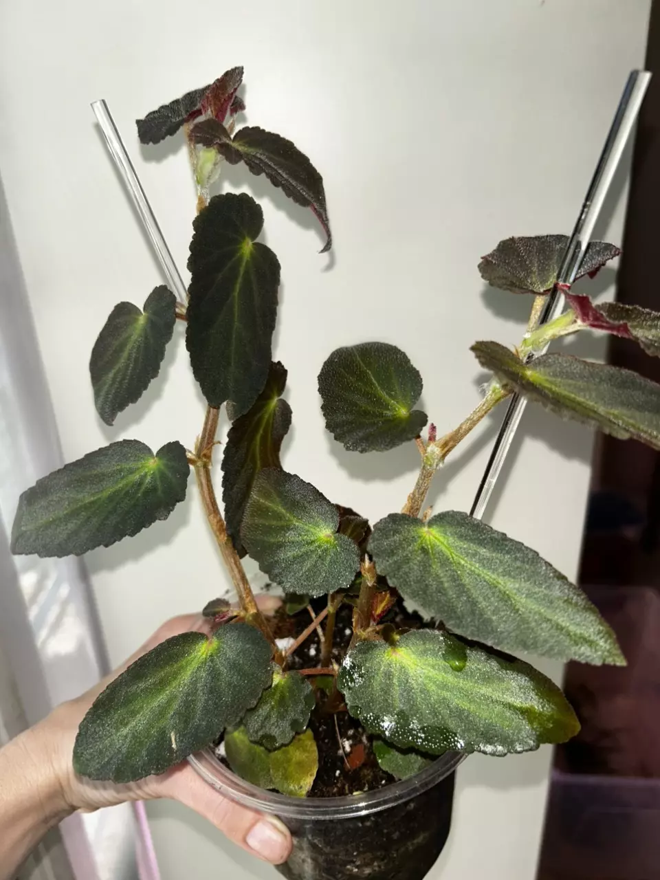 Begonia withlacoochee thumbnail