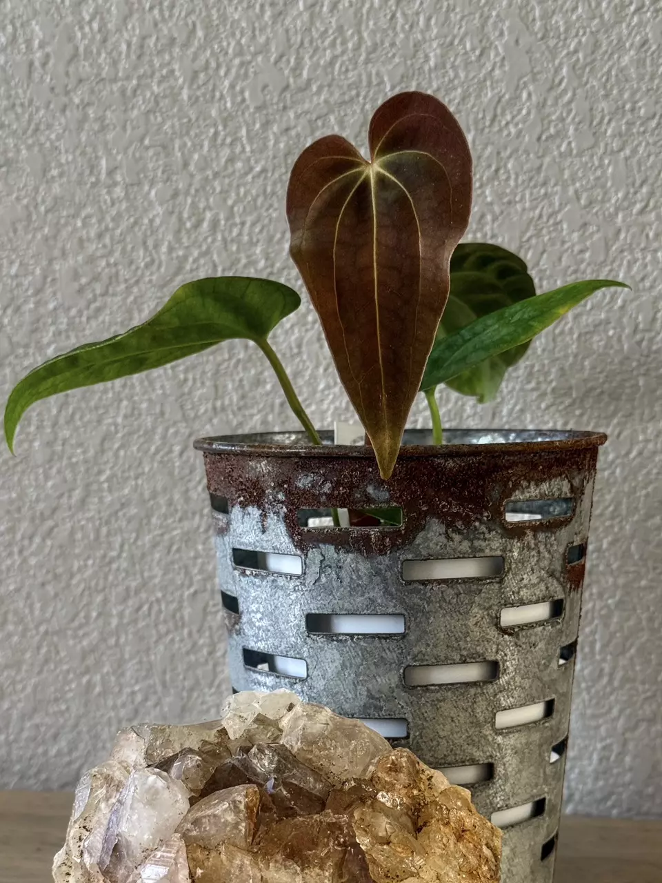 0356 Anthurium Prismatic thumbnail