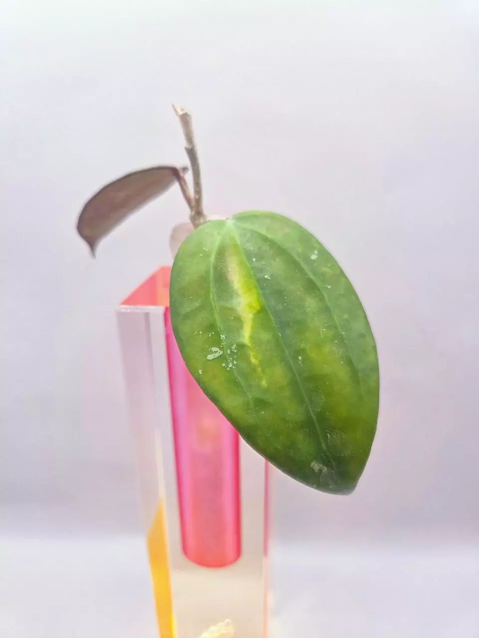 Hoya Latifolia Jabar Cutting thumbnail