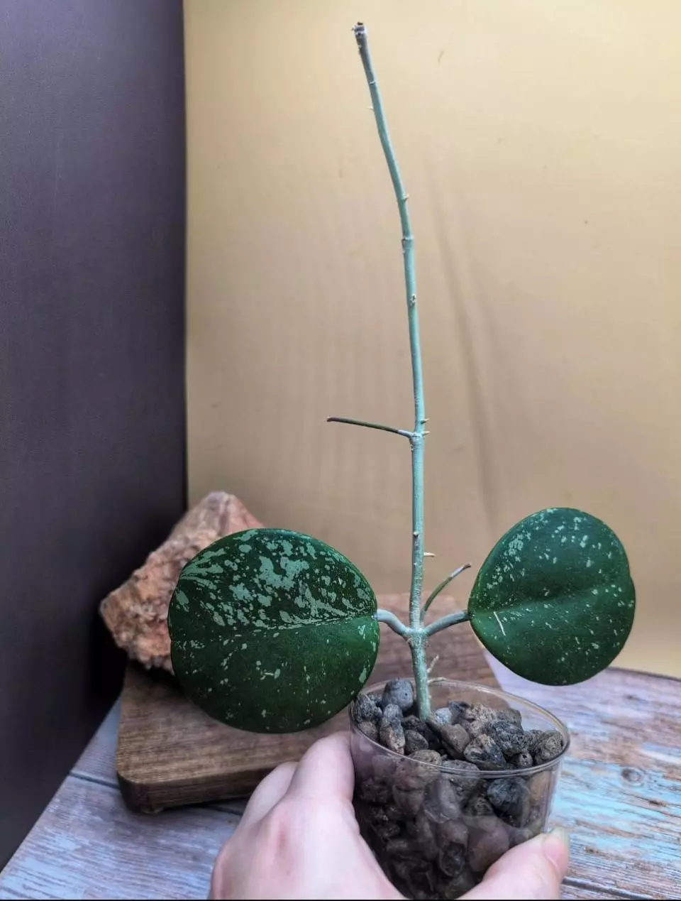 Obovata 'splash' with Pedunckles thumbnail