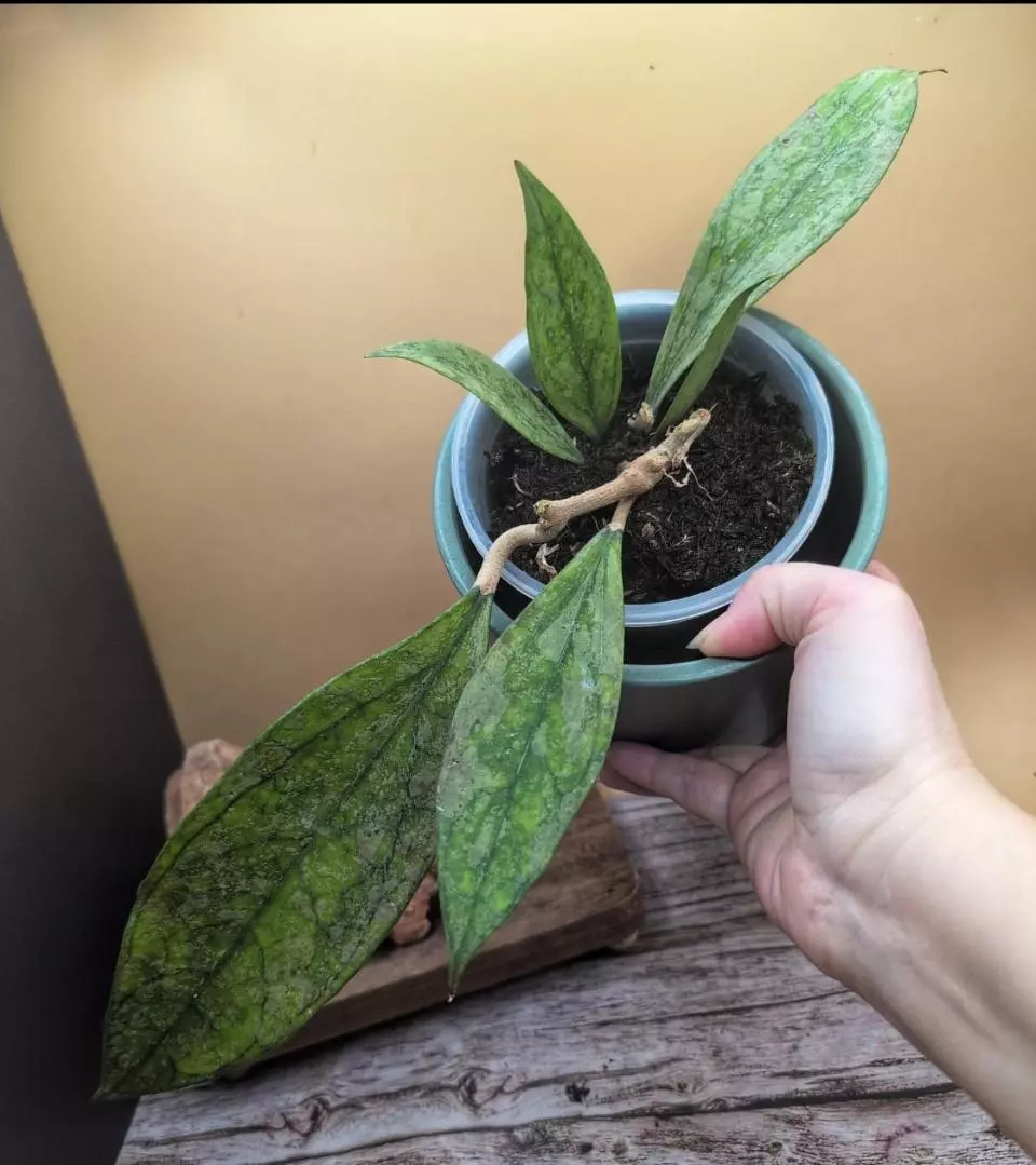 Germany 'Splash' thumbnail