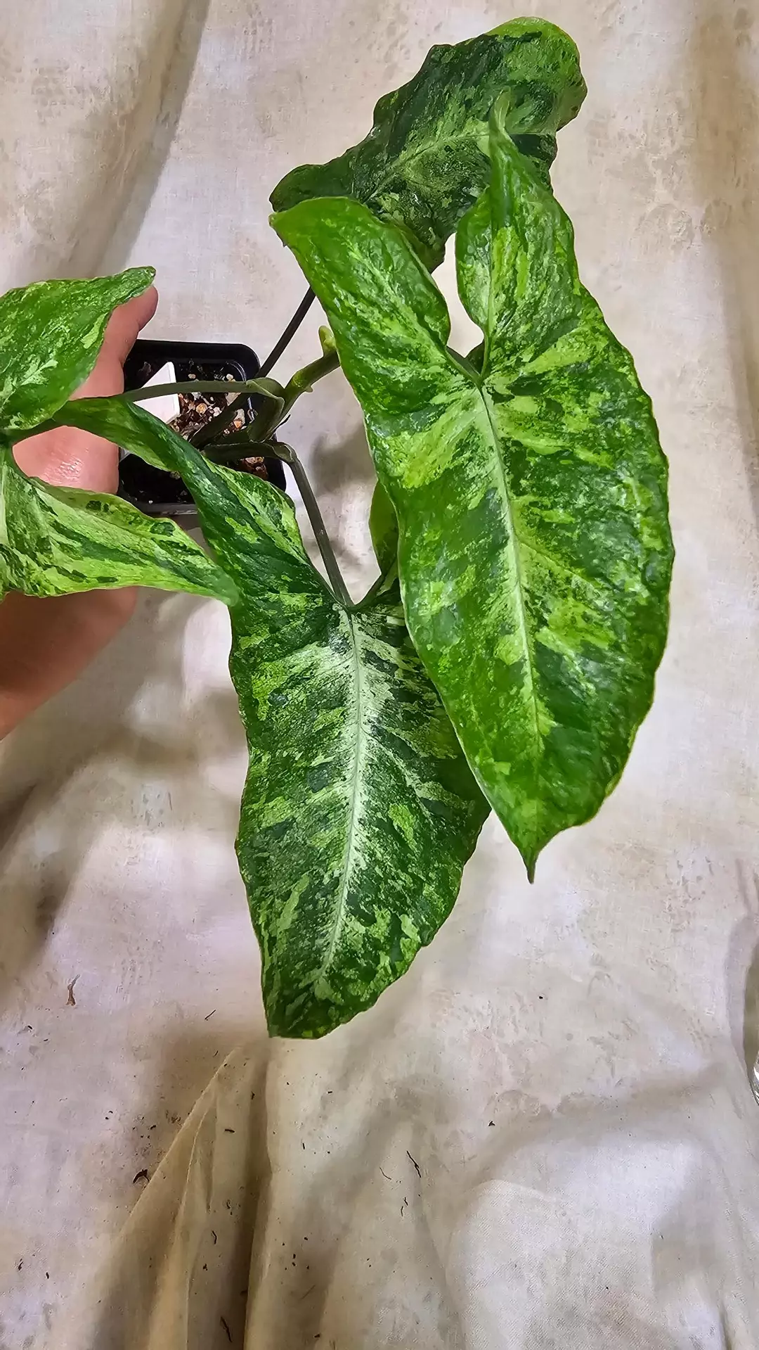 228 Syngonium Freckles Mutation thumbnail