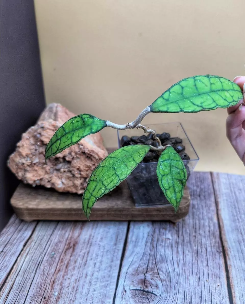 EPC 317 Finlaysonii 'Black' thumbnail