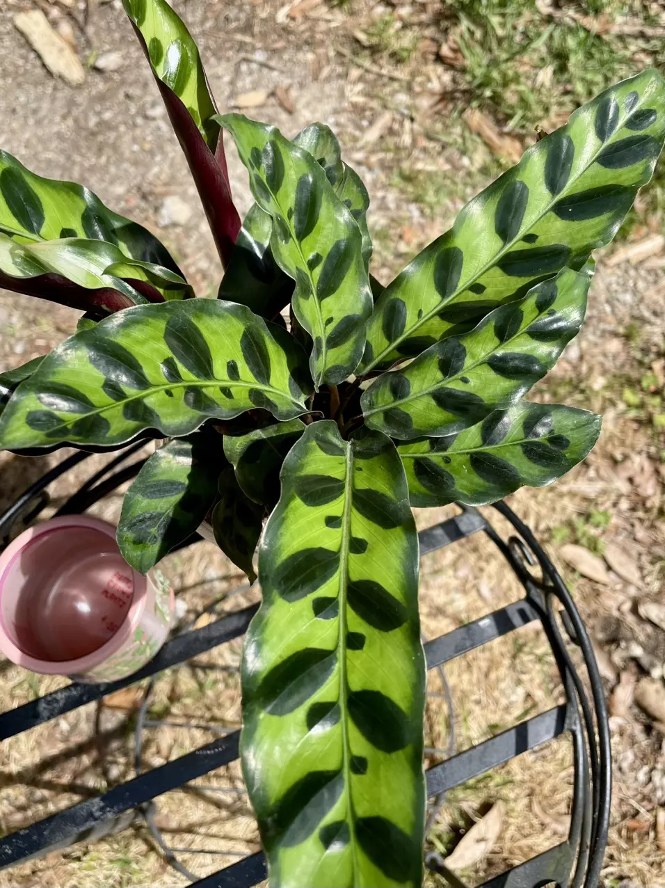 Rattlesnake Calathea ~ Goeppertia insignis ~ Marantaceae thumbnail