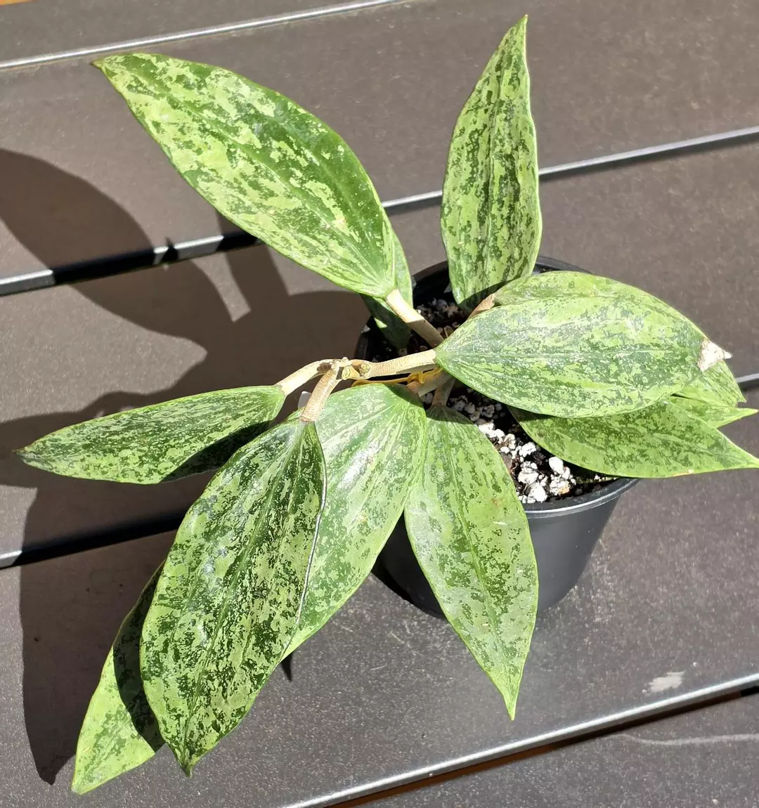 Hoya rangsan thumbnail