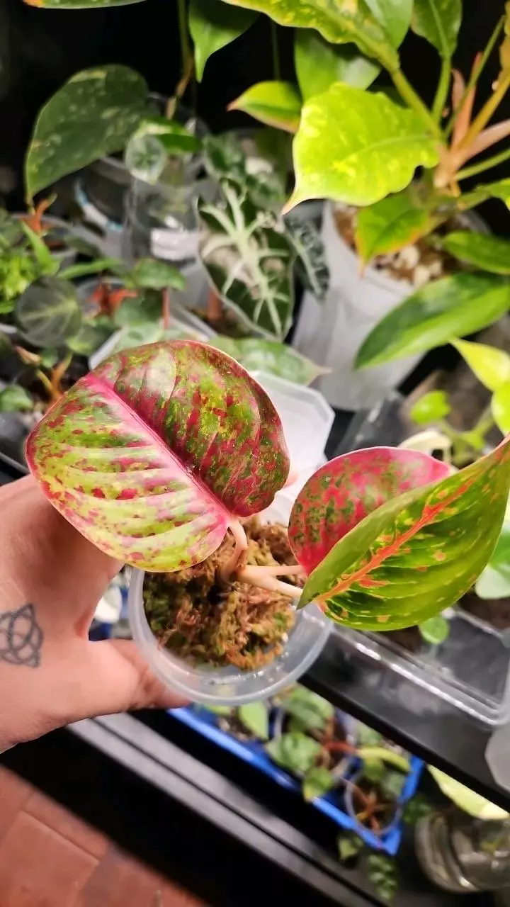 Red Starburst thumbnail