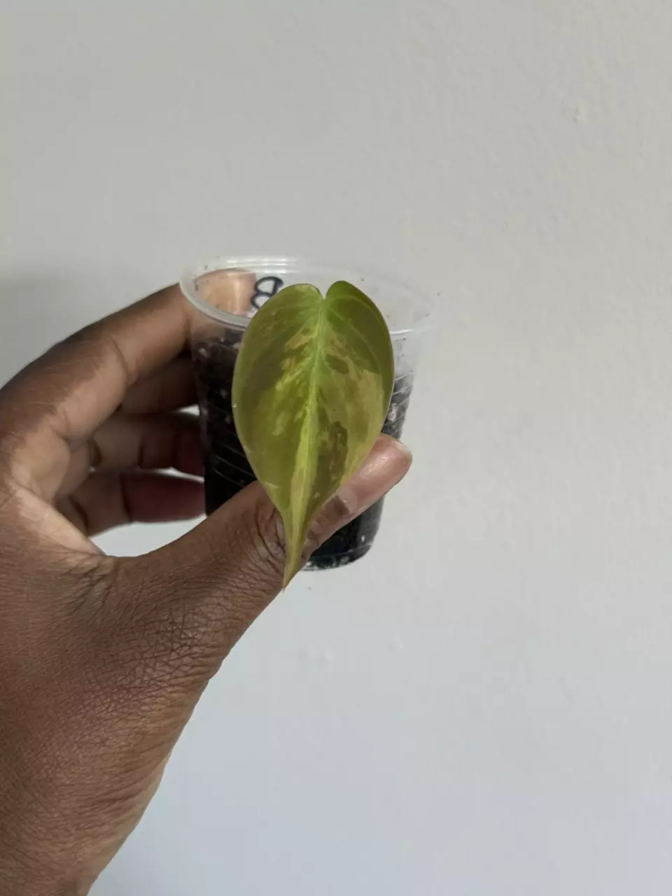 Variegated Micans thumbnail