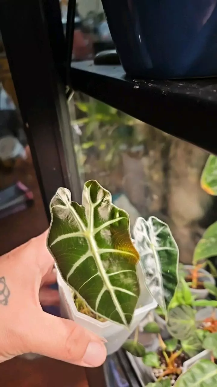 Alocasia Polly thumbnail