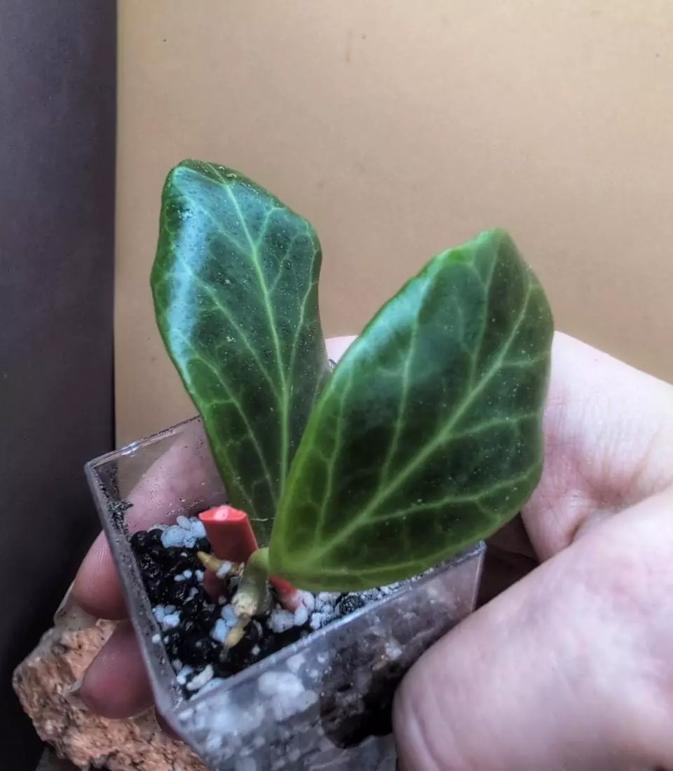 Rare Hybrid- Hoya 'Sunset' thumbnail