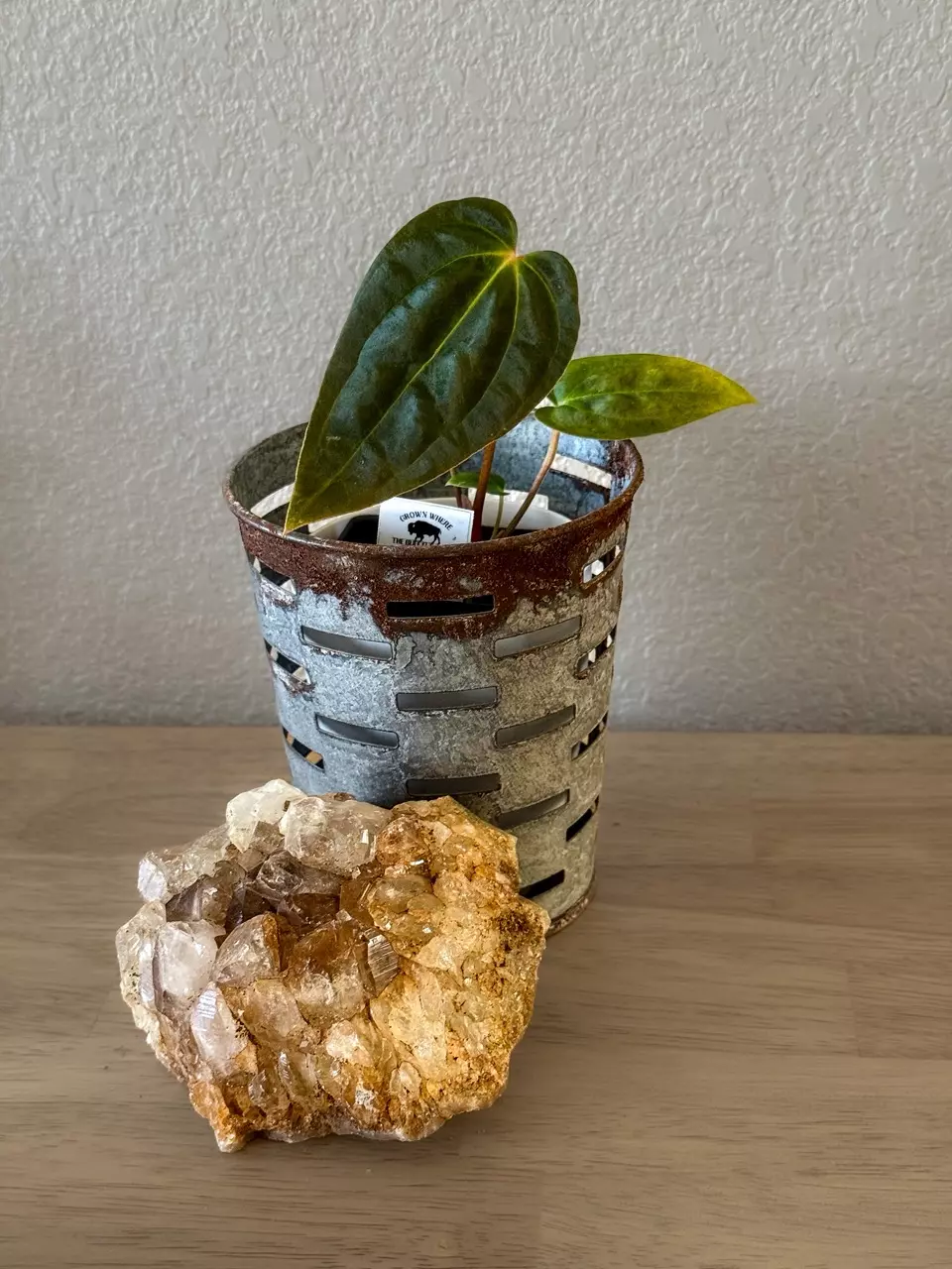 0408 Anthurium Prismatic thumbnail