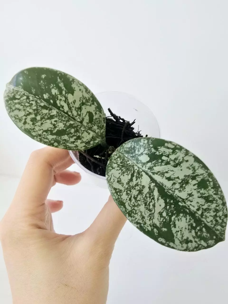 Hoya Carnosa Stardust Splash thumbnail