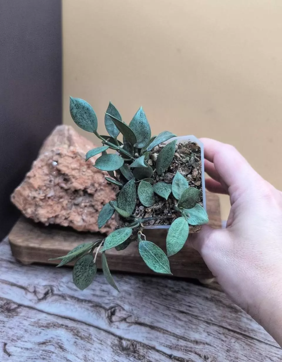 Lacunosa 'Leapard Skin' thumbnail