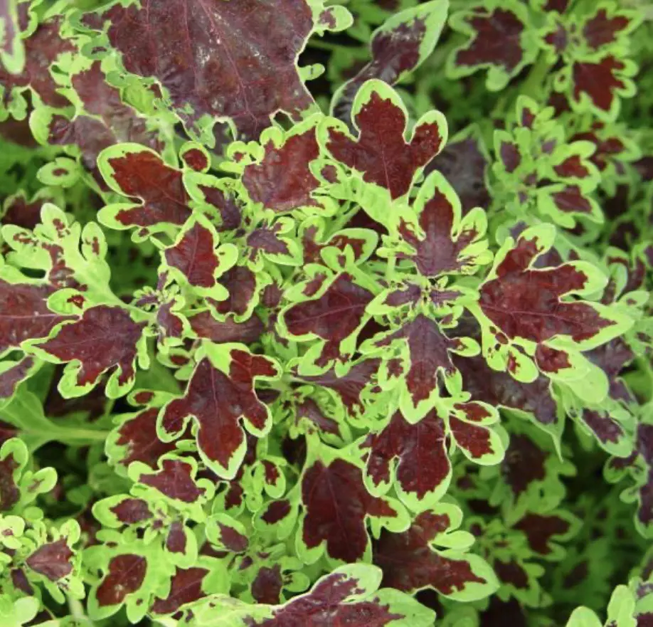 Coleus Inky Fingers starter plant growers choice thumbnail