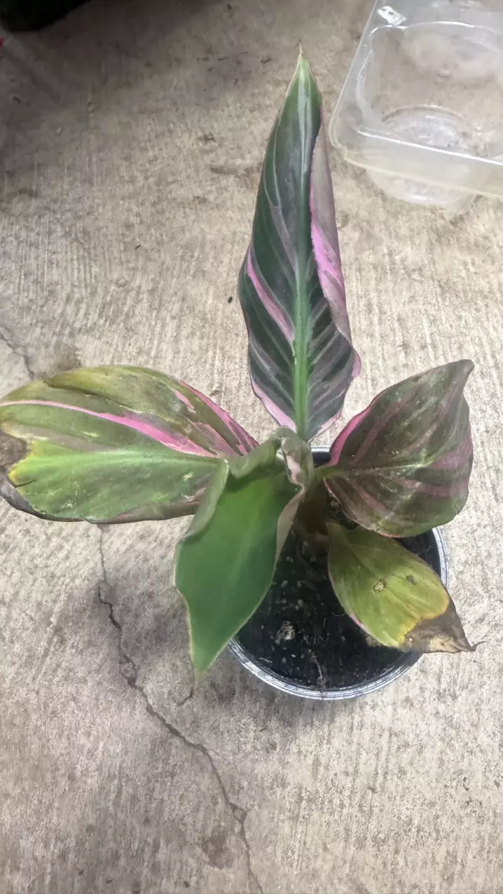 Musa Nono Pink Variegated thumbnail