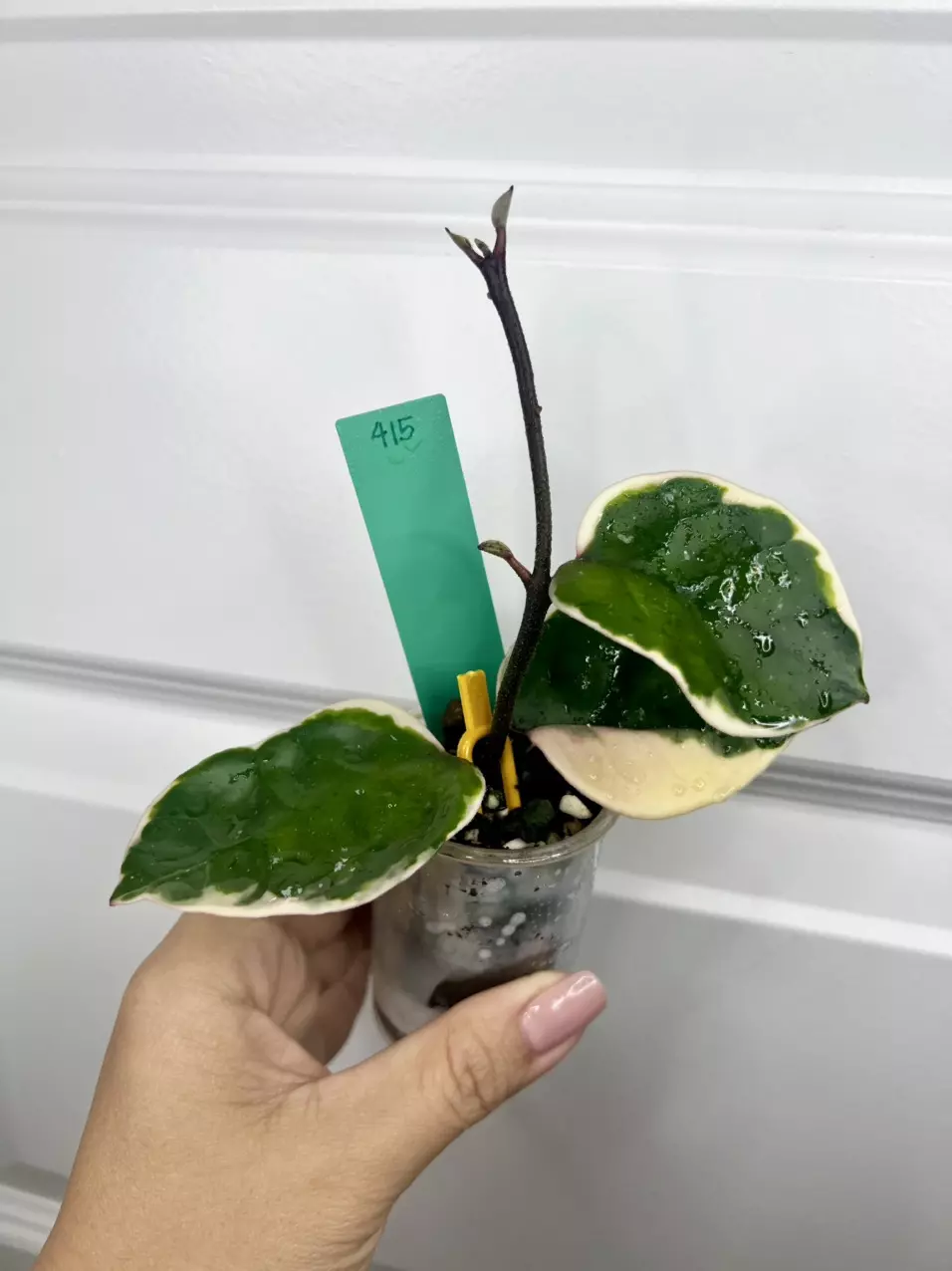 Snowball - carnosa thumbnail