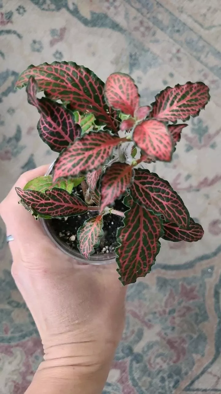 Red Nerve Plant 3.25" thumbnail