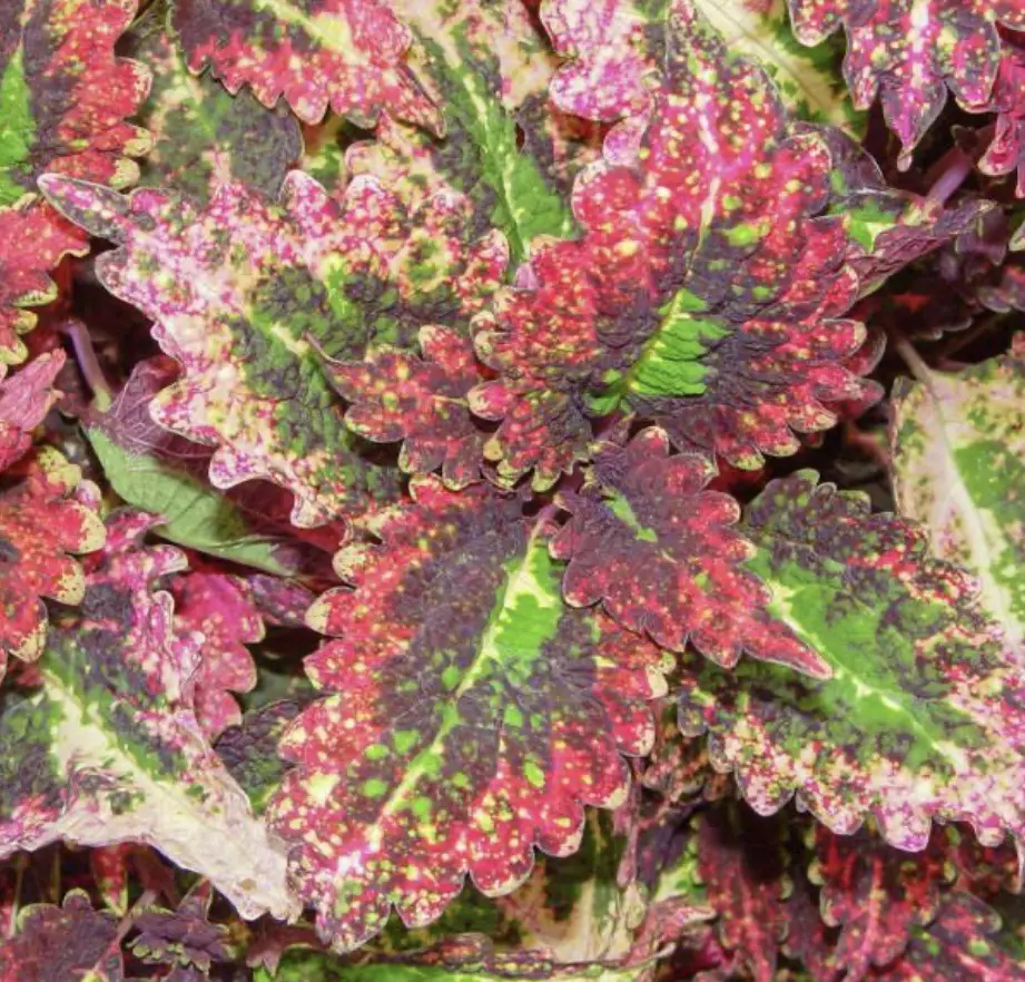 Coleus Cracklin Rosie starter plant growers choice thumbnail