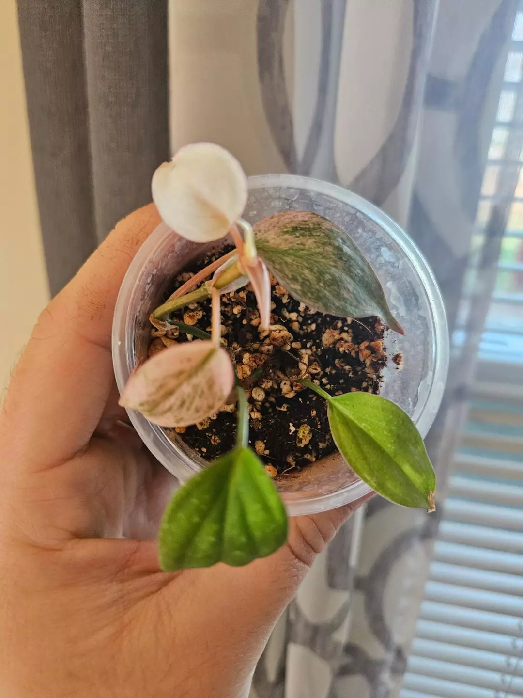 Minty pink micans thumbnail