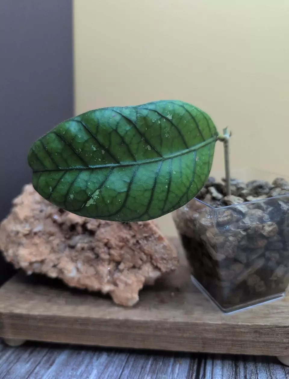 Hoya sp. Aceh thumbnail