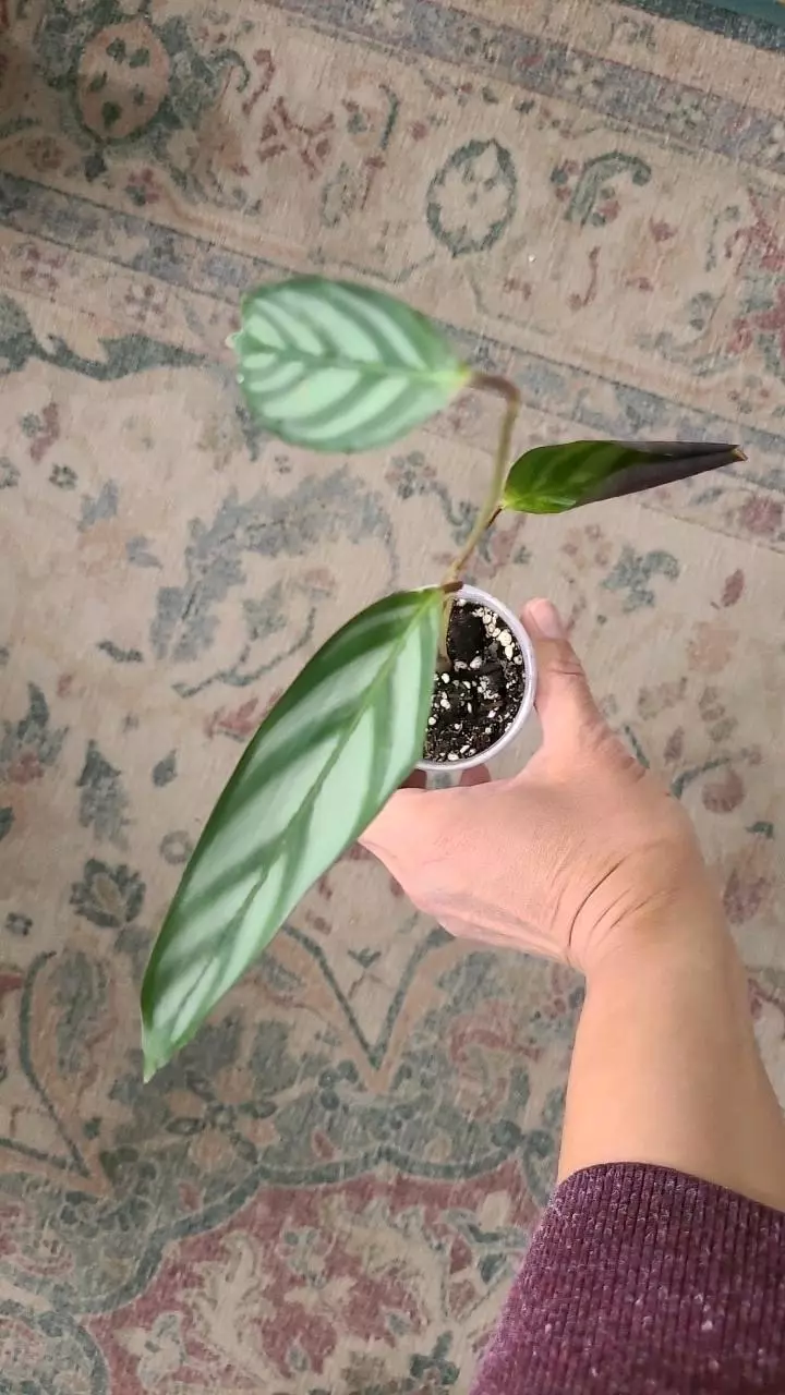 Calathea Exotica 2" thumbnail