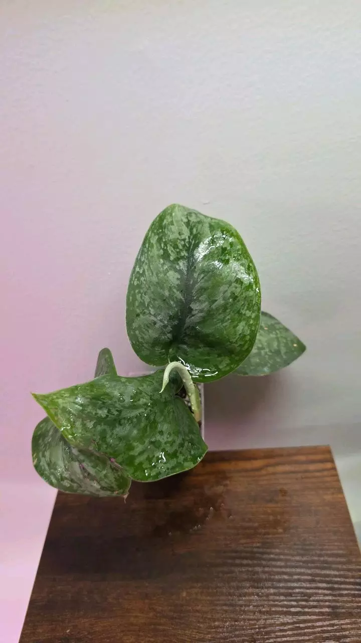 Scindapsus Mt Salak 671 thumbnail