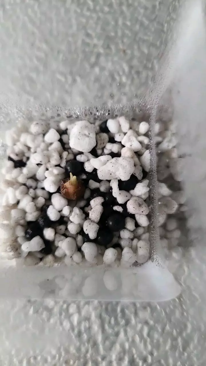 SM Alocasia Polly Corm thumbnail