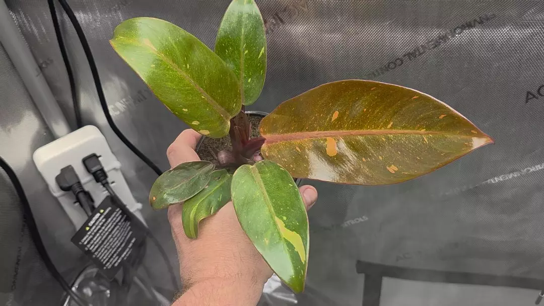P. Prince of Orange Variegated thumbnail