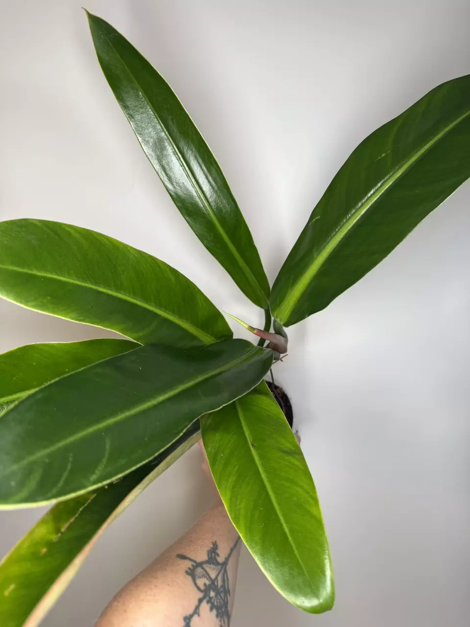 Philodendron Ruizii thumbnail
