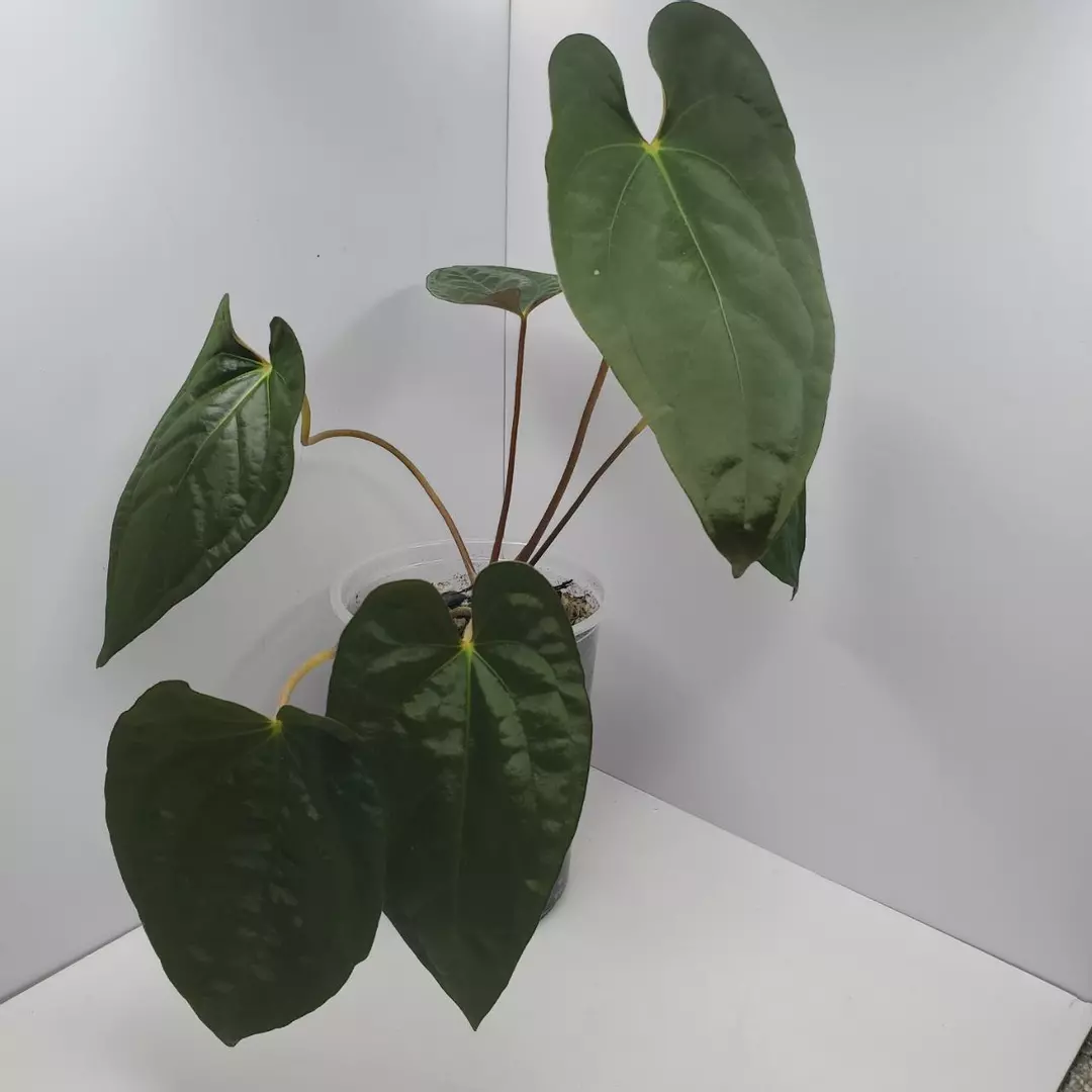 Anthurium Australian Dark Phoenix clone thumbnail