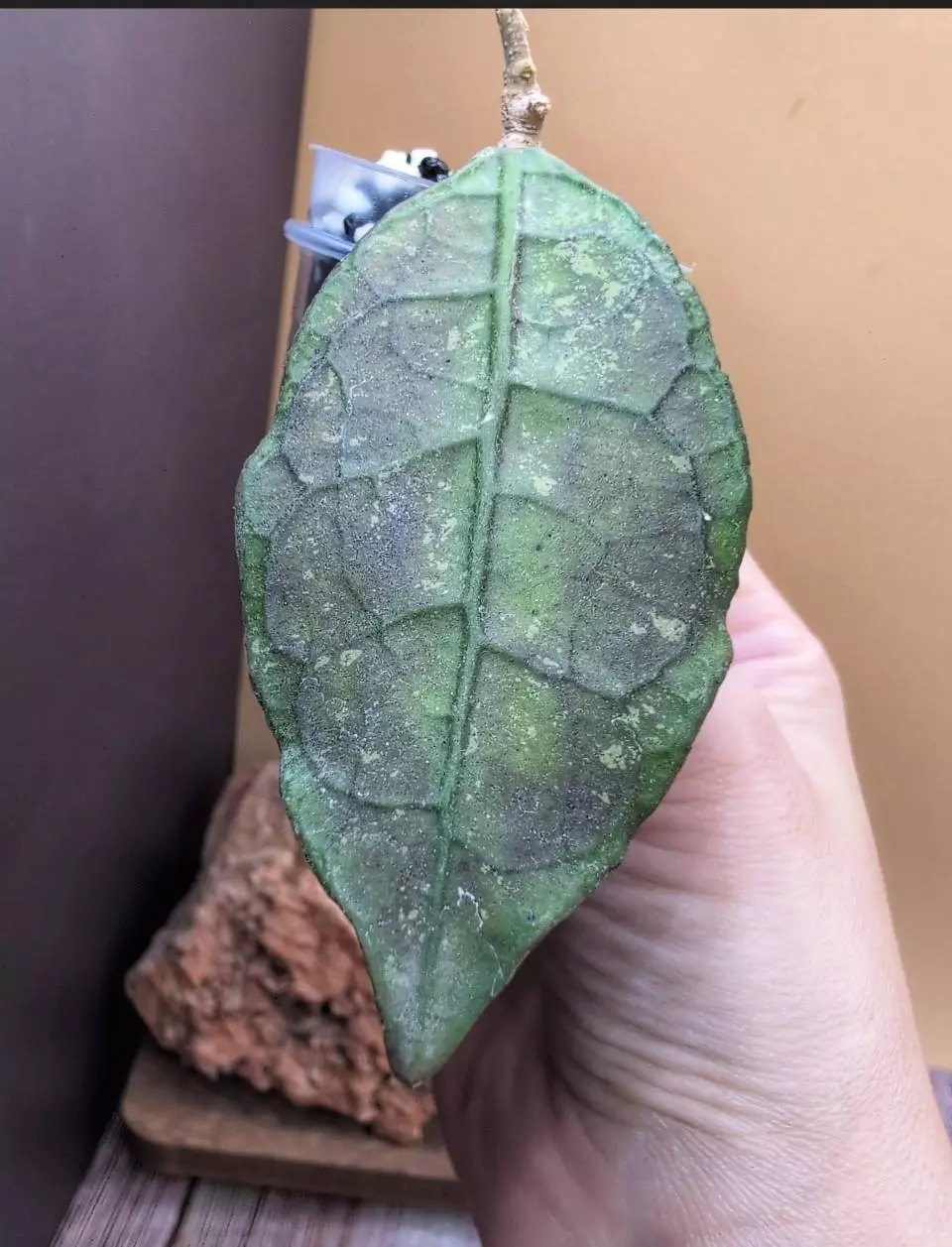 Lata iskander thumbnail