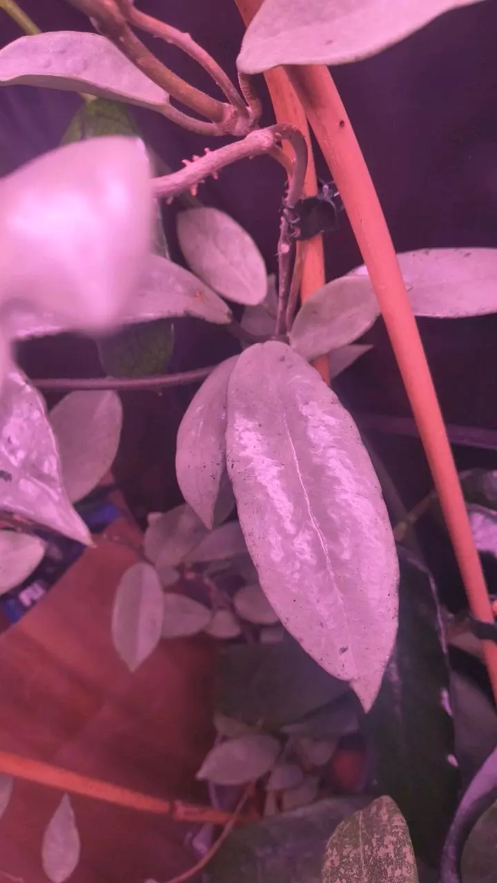 Wilbur Graves silver 2 node cutting thumbnail