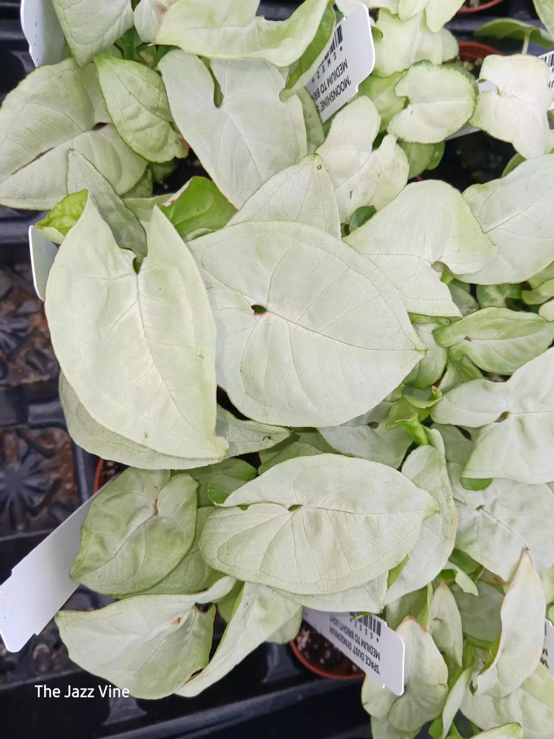 2 inch syngonium space dust thumbnail