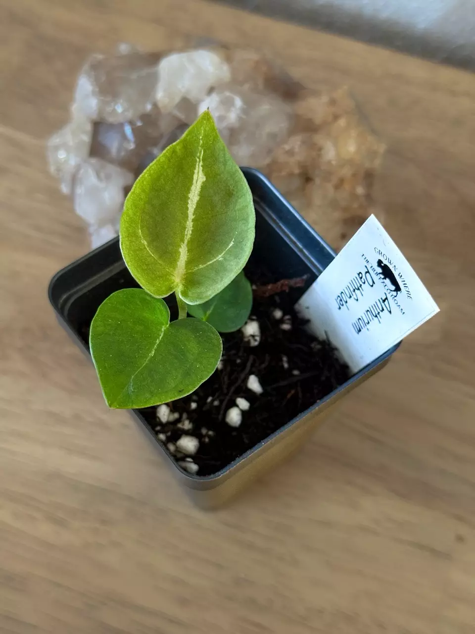 0430 Anthurium Pathfinder thumbnail