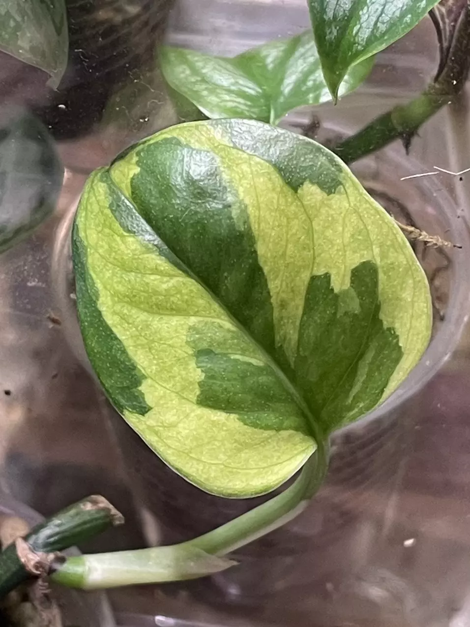 Lizard Queen Epi thumbnail