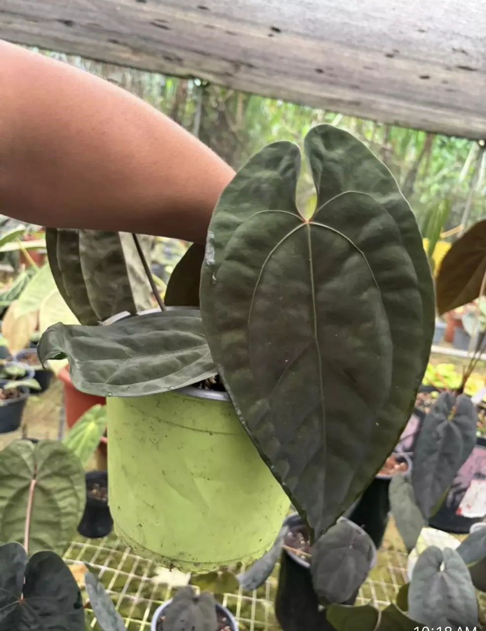 Anthurium AOS ♠️ thumbnail