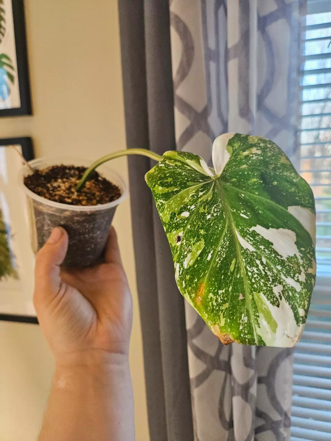 Philodendron Gloriosum type 2 thumbnail