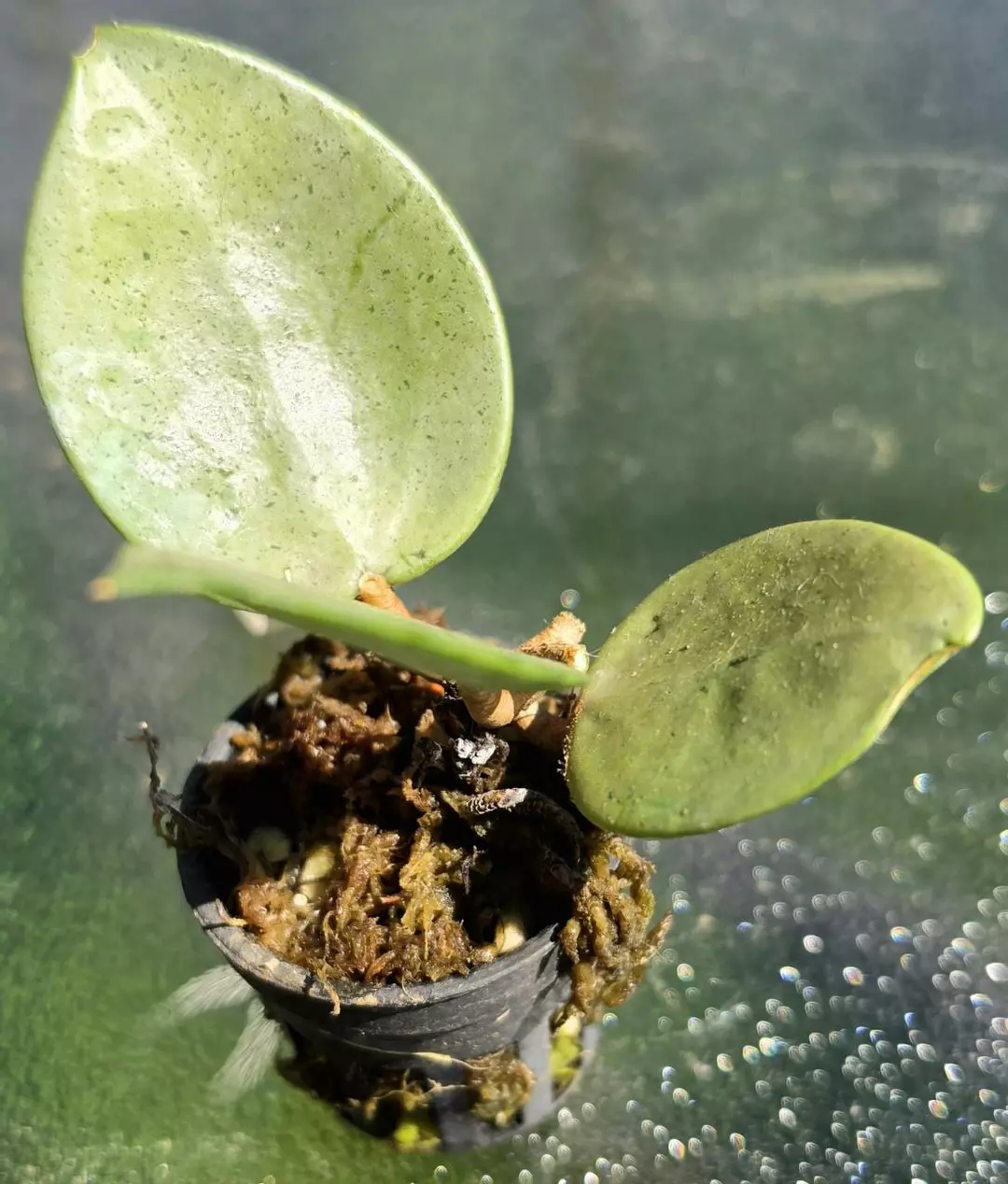 Hoya verticillata silver thumbnail