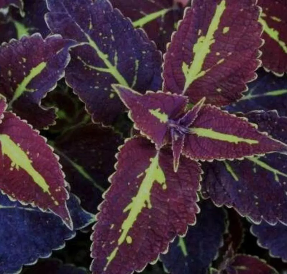 Coleus Saturn starter plant growers choice thumbnail