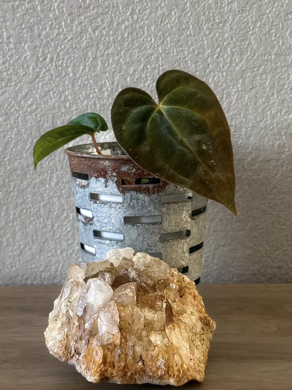 0358 Anthurium Prismatic thumbnail